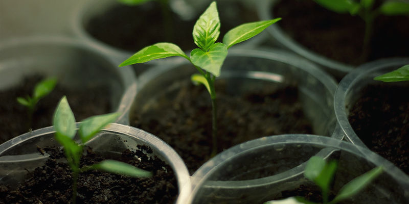Odla Bhut Jolokia: utrustning & tillbehör Odla Bhut Jolokia: utrustning & tillbehör
