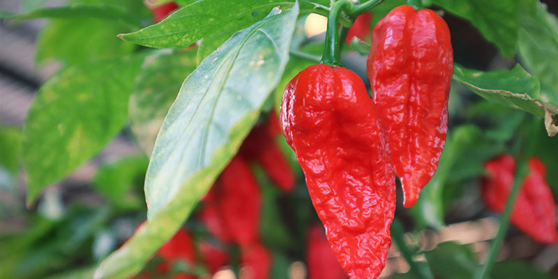 Odla Bhut Jolokia: steg för steg Odla Bhut Jolokia: steg för steg
