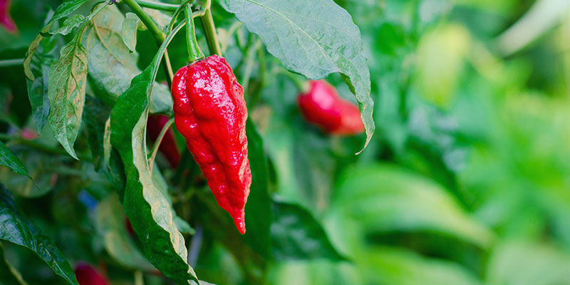 Hur lång tid tar det att odla ghost peppers? Hur lång tid tar det att odla ghost peppers?