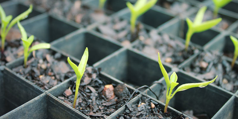 Så odlar du ghost peppers How To Grow Ghost Peppers