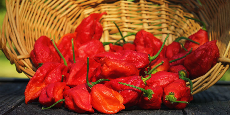 Vad är en ghost pepper? What Is A Ghost Pepper?