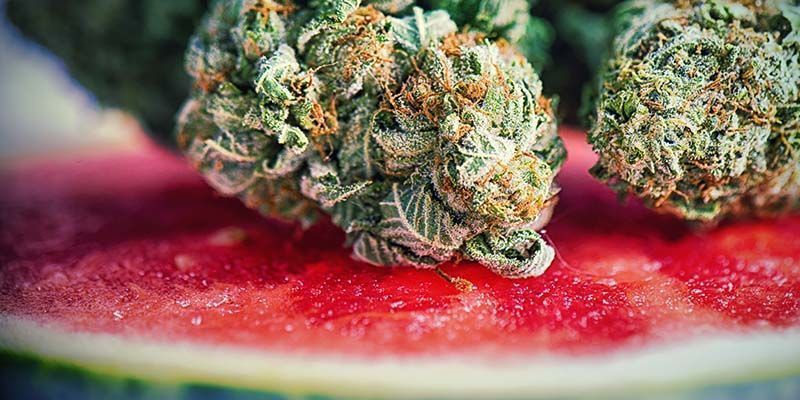 Egenskaper hos Watermelon Candy Characteristics of Watermelon Candy