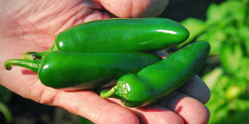 Hur och när du skördar jalapeños Hur och när du skördar jalapeños