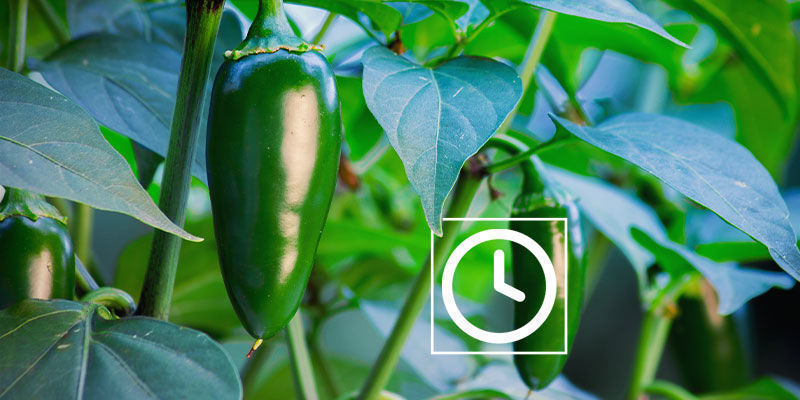 Hur heta är jalapeño? Hur heta är jalapeño?