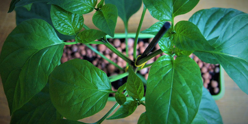 Hur du odlar jalapeños How To Grow Jalapeños