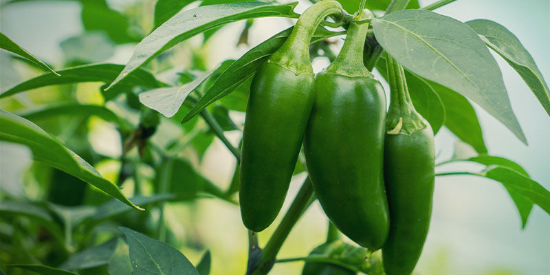 Vad är jalapeños? Vad är jalapeños?