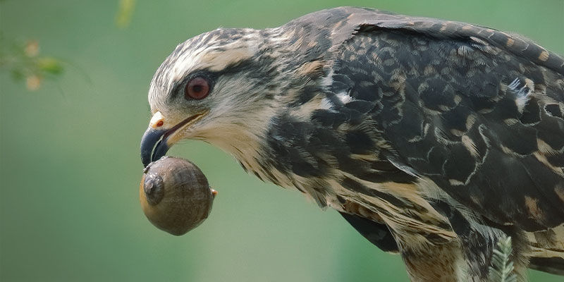 Uppmuntra naturliga fiender Encourage Natural Predators