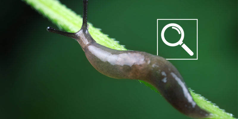 Så upptäcker du sniglar och snäckor på cannabisplantor How To Spot Slugs And Snails On Cannabis Plants