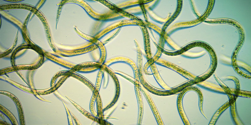 Använd nematoder Använd nematoder