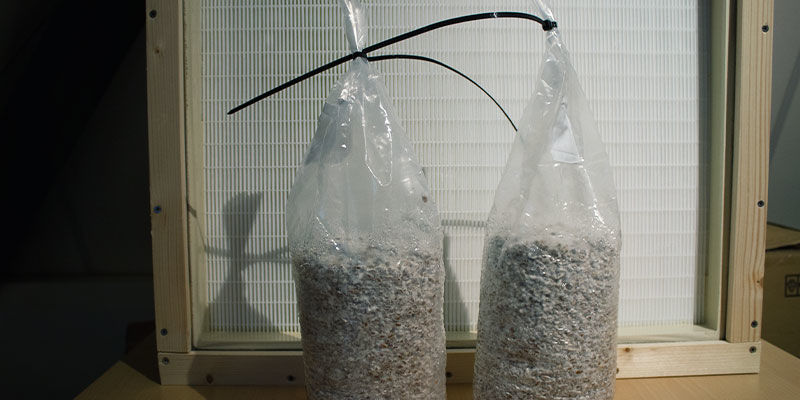 Behöver du en laminärflödesbänk för att odla svamp? Laminar Flow Hood To Grow Mushrooms