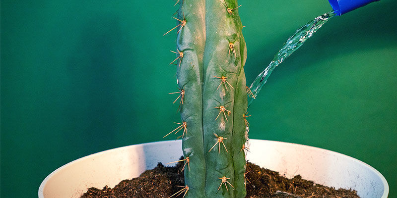 Skötsel av Echinopsis zamnesiana Skötsel av Echinopsis zamnesiana