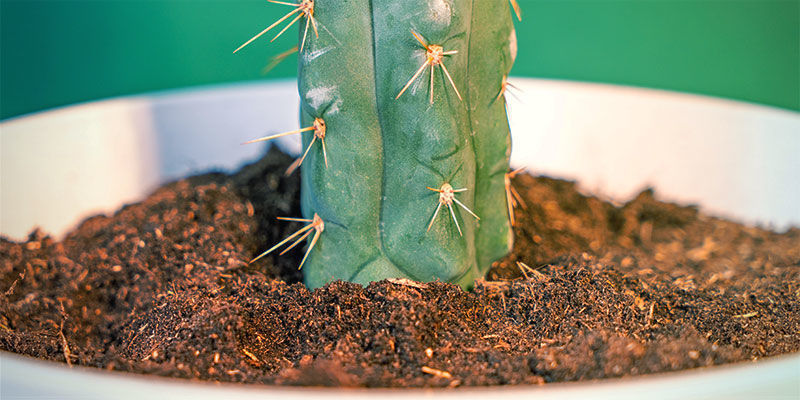 Hur du odlar Echinopsis zamnesiana Hur du odlar Echinopsis zamnesiana