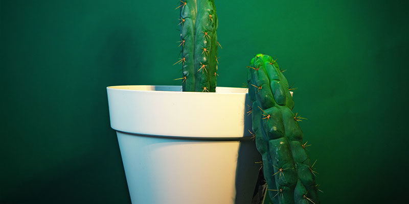 Plantera din stickling Plantera din stickling