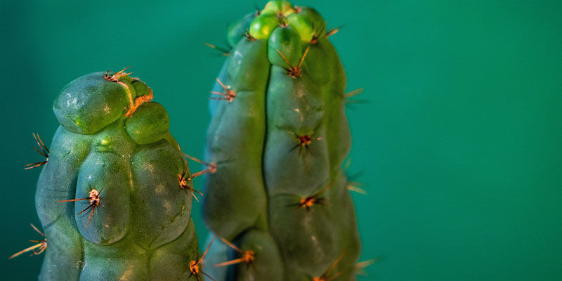 Vad är Echinopsis zamnesiana? What Is Echinopsis Zamnesiana?