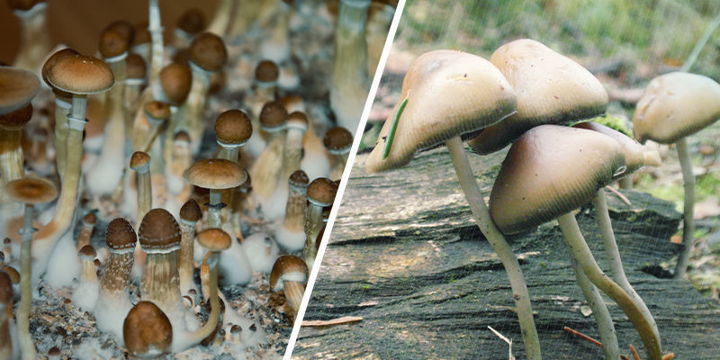 Hur många arter av magiska svampar finns det? How Many Magic Mushroom Species Are There?