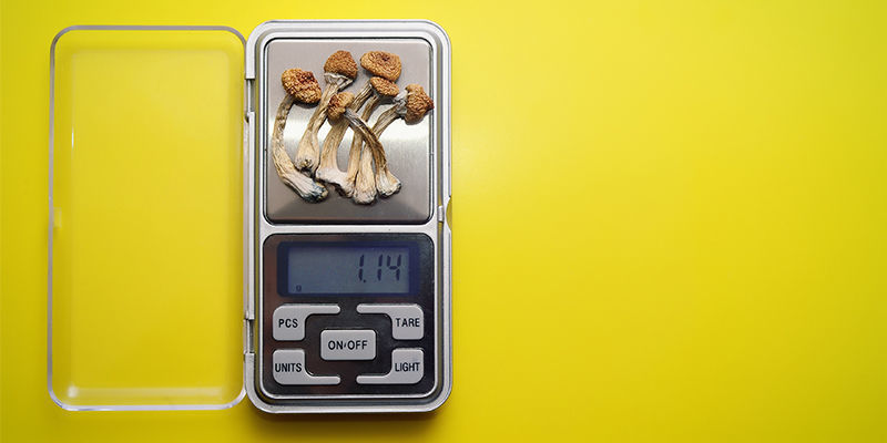Hur du doserar olika arter av magiska svampar med varierande styrka How To Dose Magic Mushroom Species With Varying Potency