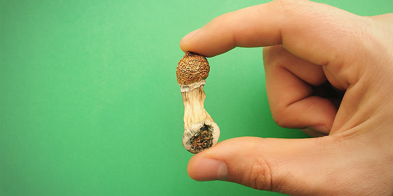 Definitionen av magiska svampar The Definition Of Magic Mushroom