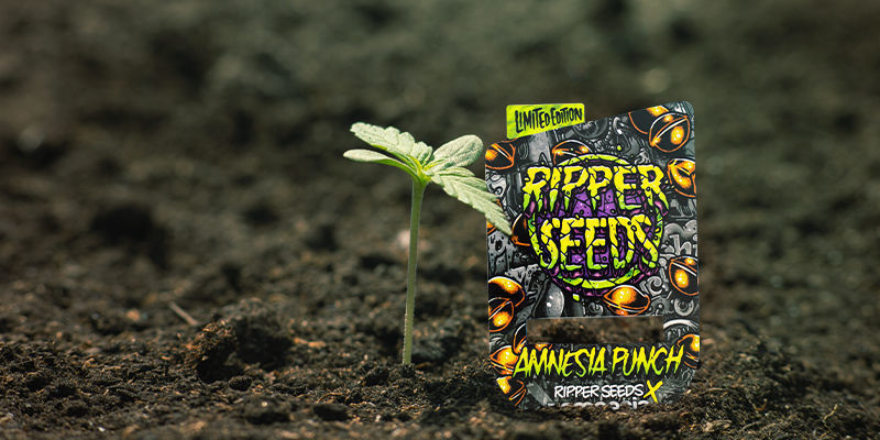 Odla Amnesia Punch Growing Amnesia Punch