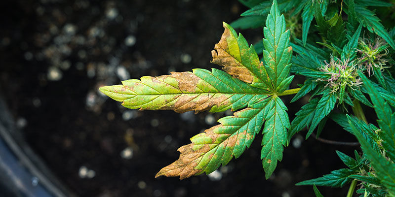 Kan fladdermusguano br&auml;nna cannabisplantor?
