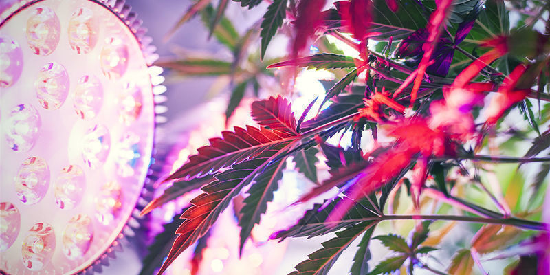 Hur ställer man in sidobelysning för cannabisplantor? Hur ställer man in sidobelysning för cannabisplantor?