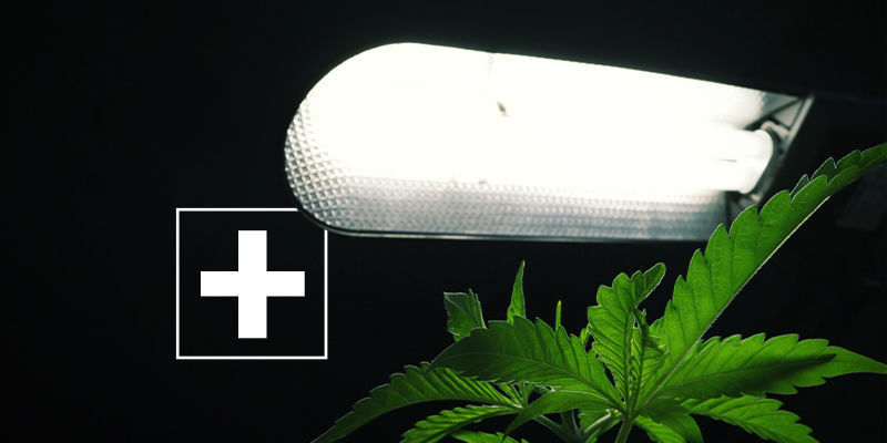 Fördelarna med sidobelysning för cannabis Fördelarna med sidobelysning för cannabis