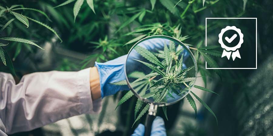 Medicinsk kontra rekreationscannabis: kvalitet