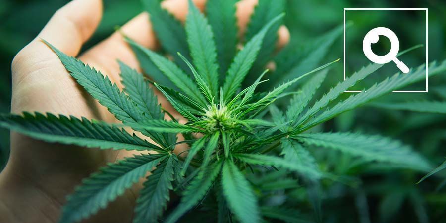 F&ouml;rst&aring; cannabisterminologi