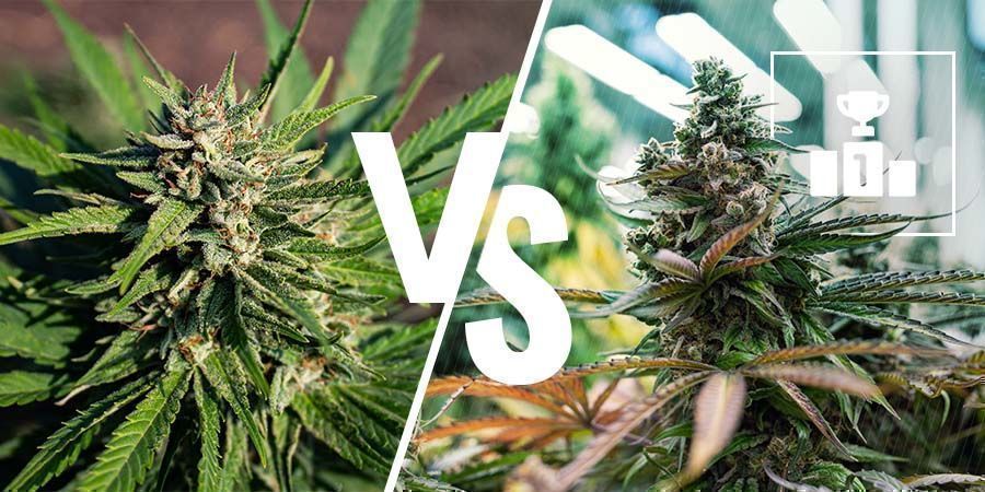 Vilket &auml;r b&auml;st: Medicinsk eller rekreationell cannabis?