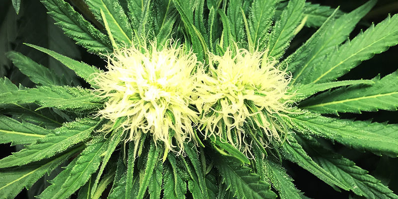 Polyploidi Polyploidy