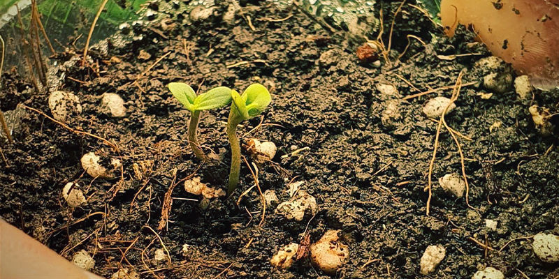 Tvillingplantor Twin Seedlings