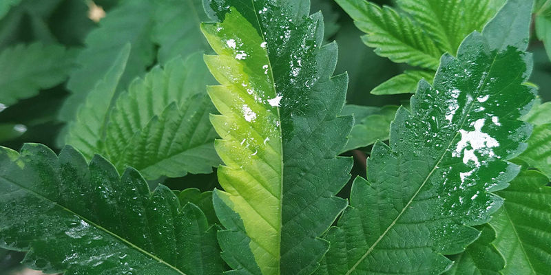 Tvåfärgade blad Two-Toned Leaves