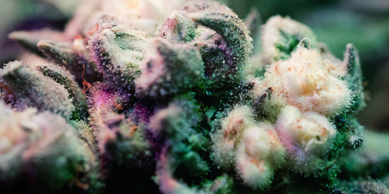 Variegering och albinism Variegation And Albinism