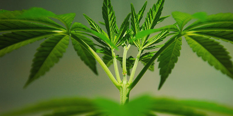 Vad är cannabis-mutationer? What Are Cannabis Mutations?