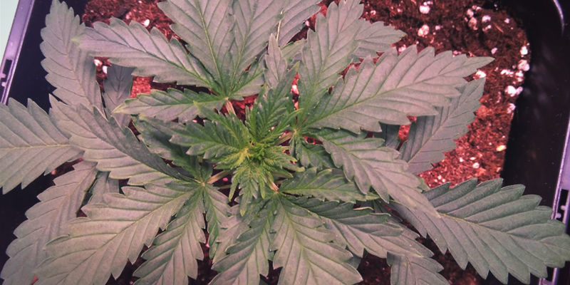Virvlad fyllotaxi (plantor med tre blad) Virvlad fyllotaxi (plantor med tre blad)
