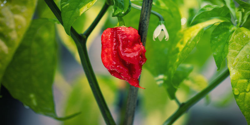Carolina Reaper chili