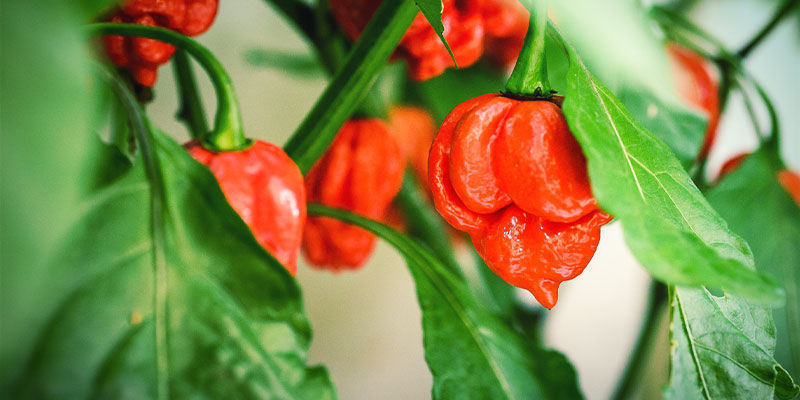 Habaneropeppar Habaneropeppar