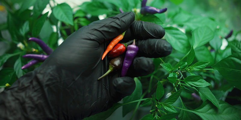 Tips och råd för att plocka starka chilifrukter Tips och råd för att plocka starka chilifrukter