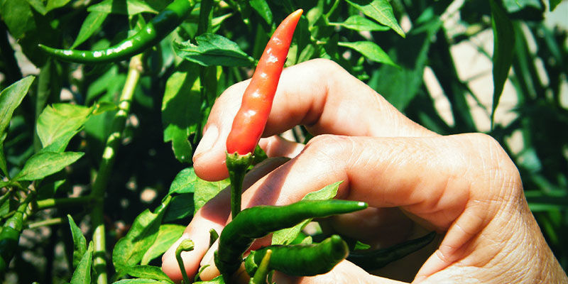 Så skördar du chilipeppar på rätt sätt How to properly harvest hot peppers