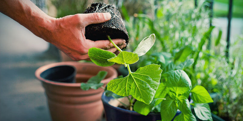 När ska man plantera om chilipepparplantor? När ska man plantera om chilipepparplantor?