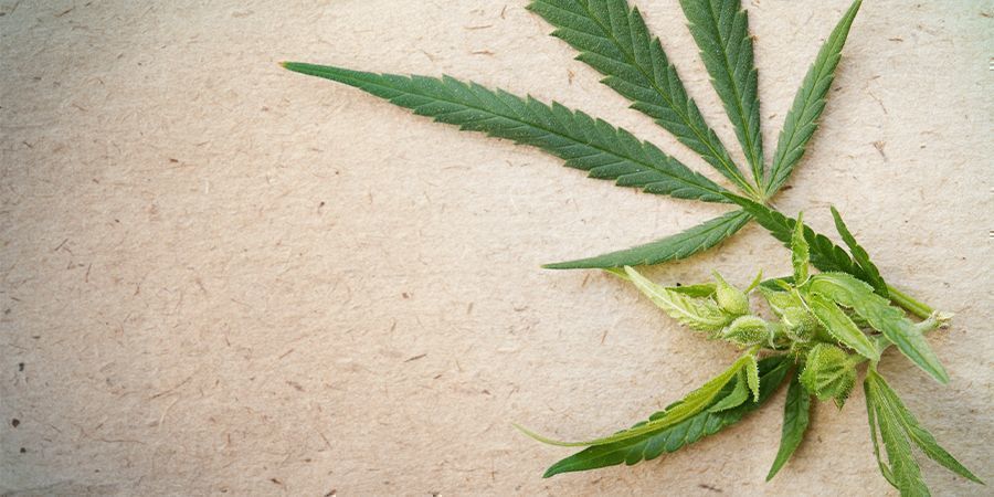Papper Uses for Hemp: Paper