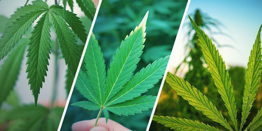 Vad är skillnaden mellan hampa, cannabis och marijuana?