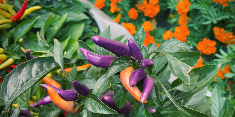 3 Chilli Pepper Companion Plants: Blommor 3 Chilli Pepper Companion Plants: Flowers