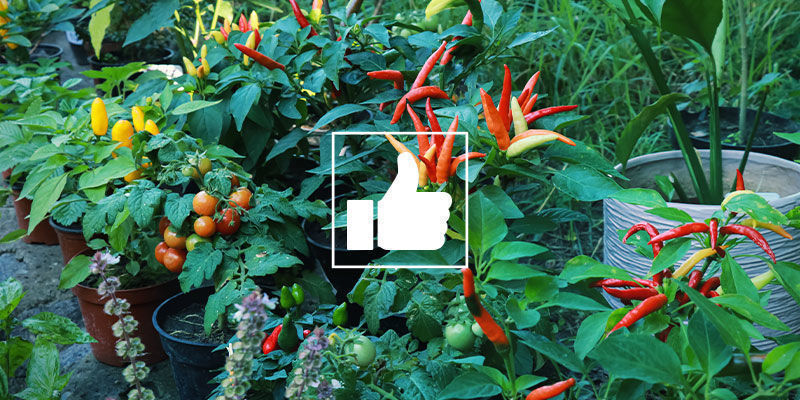 Vilka är fördelarna med samplantering för chilipeppar? Vilka är fördelarna med samplantering för chilipeppar?