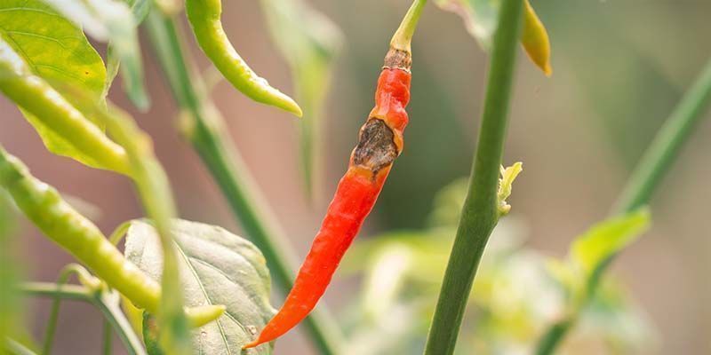 Antraknos Anthracnose