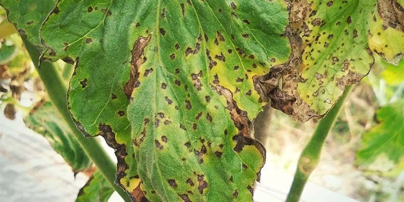 Bakteriell fläcksjuka Bacterial Spot