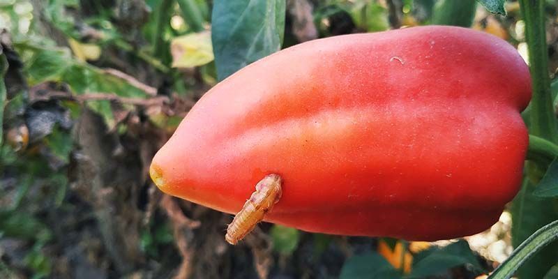 Pepparmaskar Pepper maggots