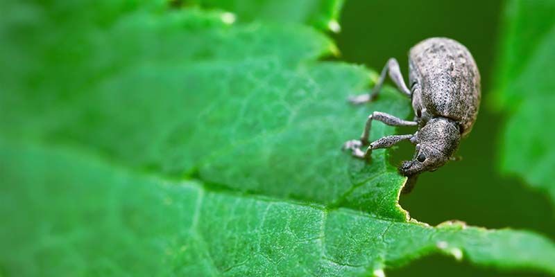 Pepparvivel Pepper weevil
