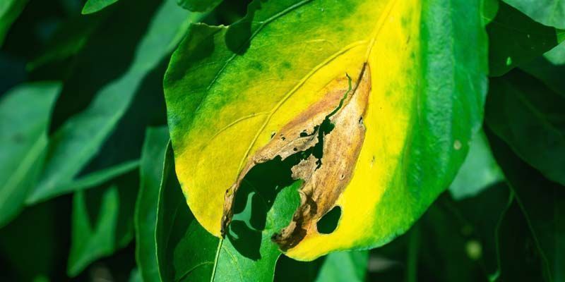 Phytophthora-blight Phytophthora blight