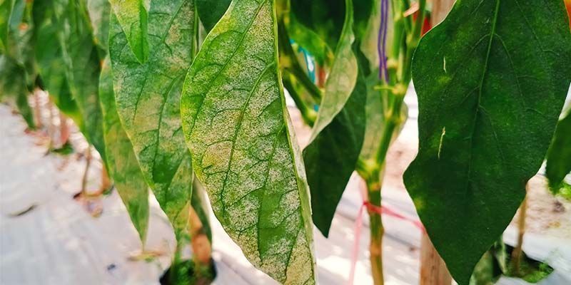 Mjöldagg Powdery mildew
