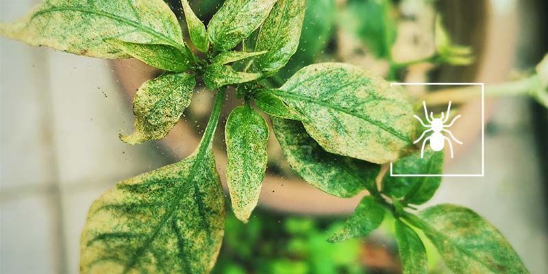 Spinnkvalster Spider Mites